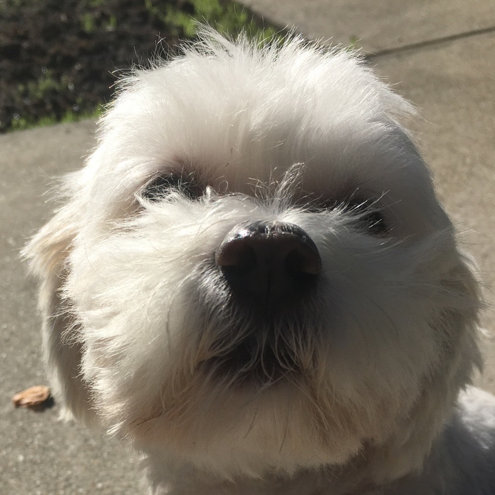 Meet your Posher, Sam